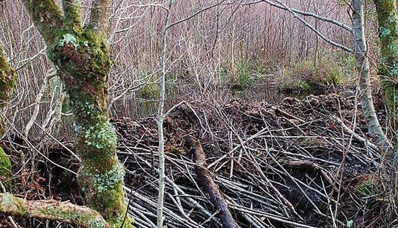 100 Beavers Return to UK Rivers After 400-Year Absence - Image 3
