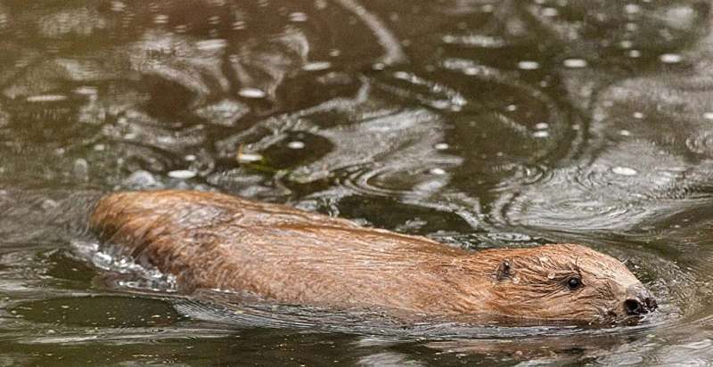 100 Beavers Return to UK Rivers After 400-Year Absence - Image 2