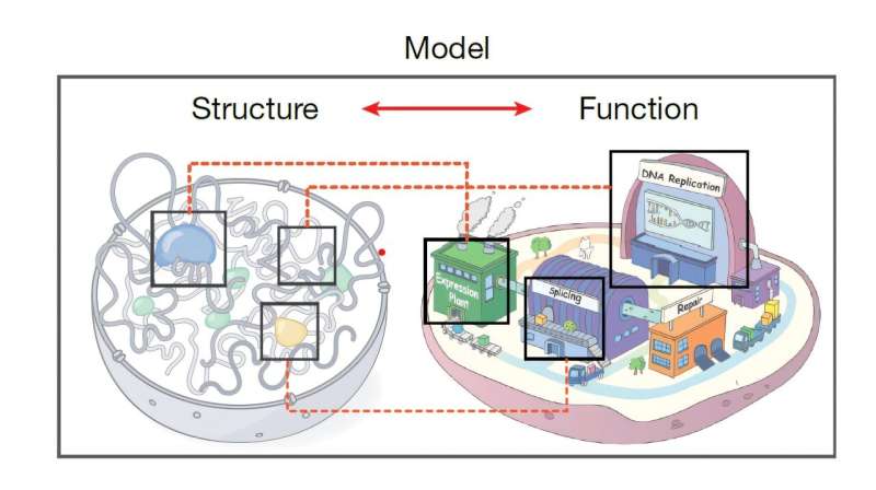 Scientists Map 140,000 Gene Connections in Living Cells - Image 2