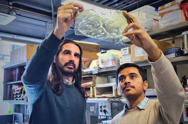 Shrimp Shell Material Gets Stronger When Wet, Beats Plastic - Image 3
