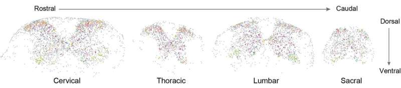 New Spinal Cord Map Could Unlock Pain Relief for Millions - Image 3
