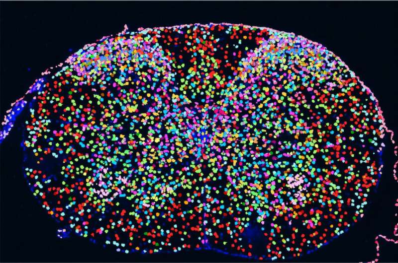 New Spinal Cord Map Could Unlock Pain Relief for Millions - Image 2