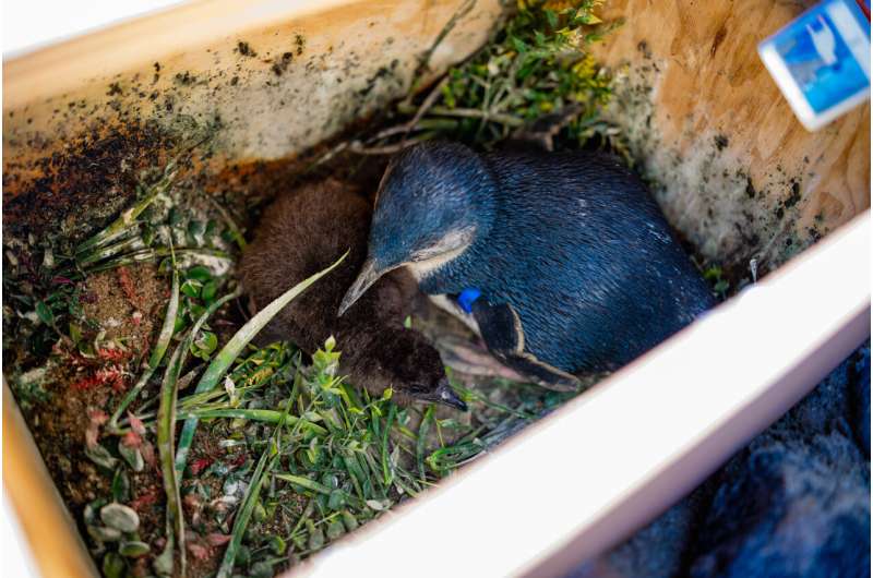 Penguin Parents Raise Chick for First Time at San Diego - Image 3