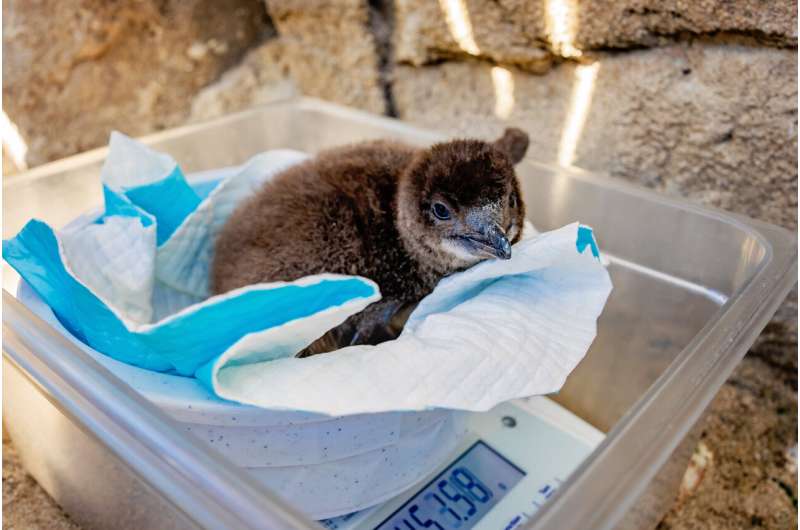 Penguin Parents Raise Chick for First Time at San Diego - Image 4