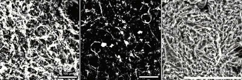 Fish Aging Study Shows Common Drug Protects Kidneys - Image 2