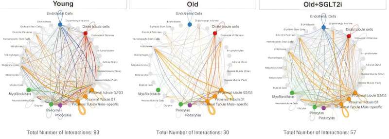 Fish Aging Study Shows Common Drug Protects Kidneys - Image 3