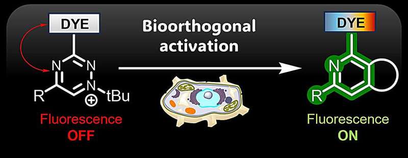 Prague Scientists Create Fluorescent Dye That Lights Up Cells - Image 2