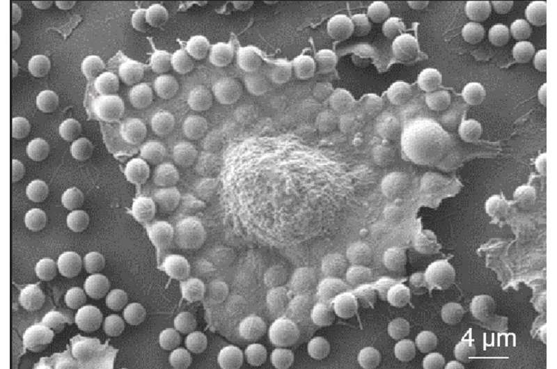 Cancer Test Uses Physics to Spot Aggressive Cells Fast - Image 3