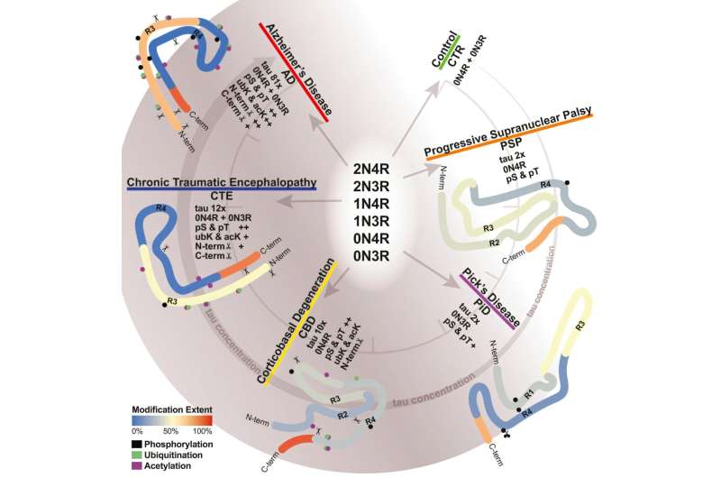 Scientists Map Brain Protein to Help 20+ Memory Diseases - Image 2