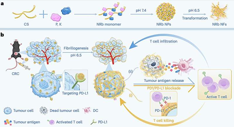 New Nanorobot Helps Immune Cells Fight Colorectal Cancer - Image 2