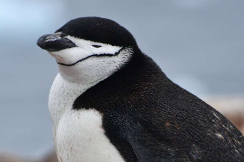 Antarctic Penguins Shift Breeding Two Weeks Earlier - Image 4