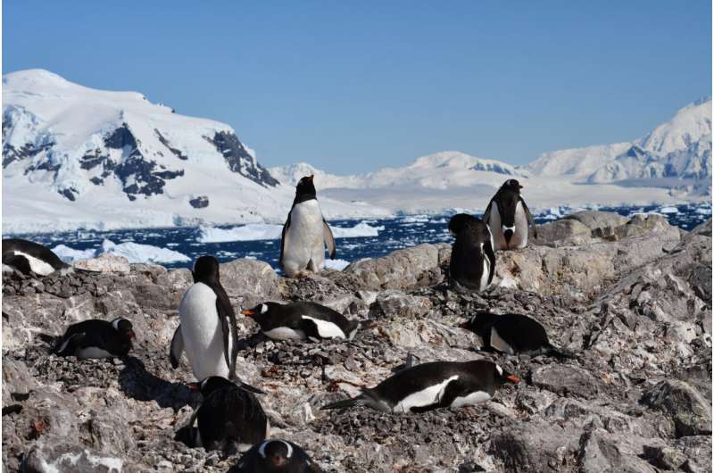 Antarctic Penguins Shift Breeding Two Weeks Earlier - Image 3