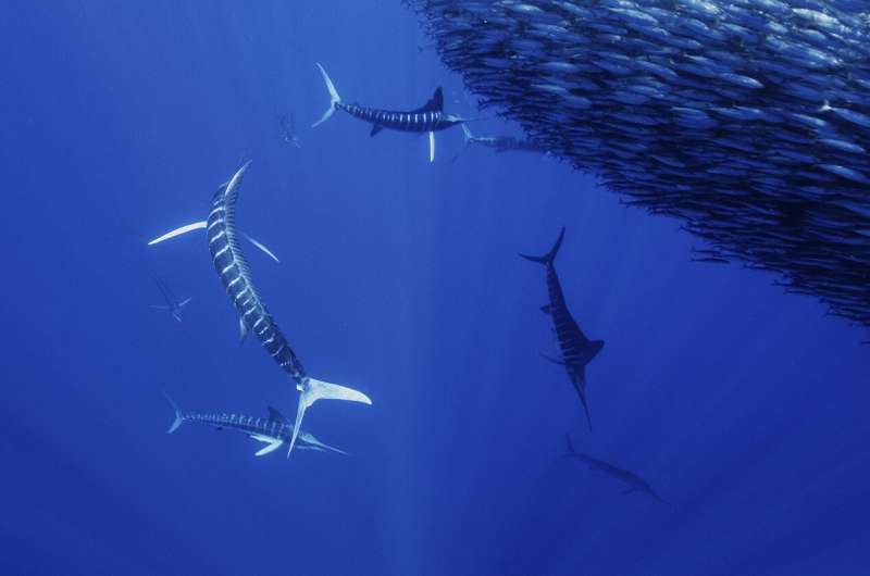 AI Reveals How Ant Colonies Solve Problems Without Leaders - Image 2