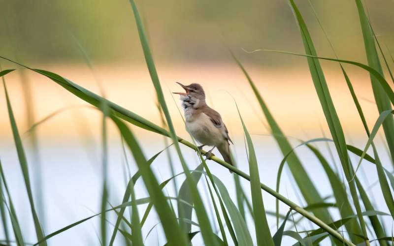 Revolutionary AI App Empowers Everyone to Become Bird Conservation Champions - Image 2