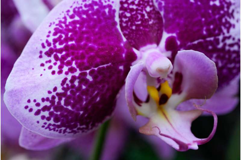 10,000 Orchids Chase Winter Blues at Chicago Garden Show - Image 3