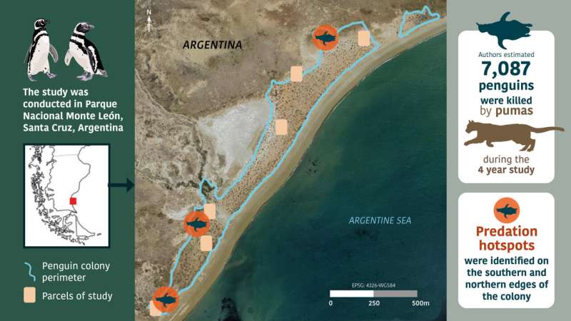 Pumas Return to Patagonia, But Penguins Hold Strong - Image 3