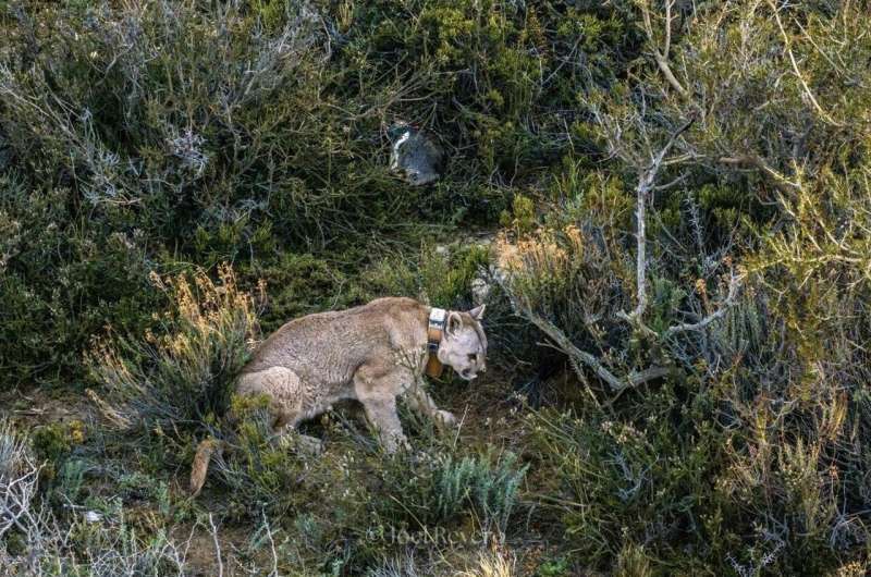 Pumas Return to Patagonia, But Penguins Hold Strong - Image 5
