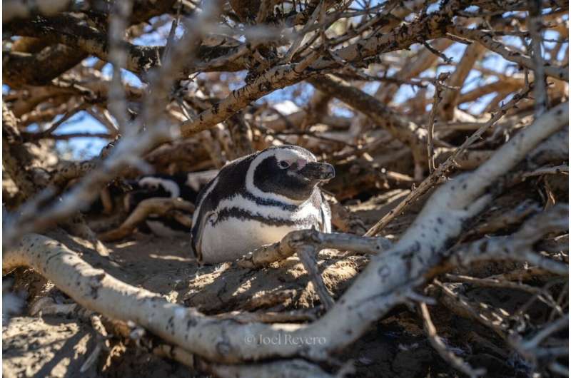 Pumas Return to Patagonia, But Penguins Hold Strong - Image 4