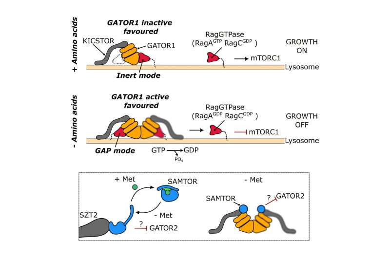 Monash Scientists Unlock Cell Growth Mystery, Opening Hope for Cancer Treatment - Image 2