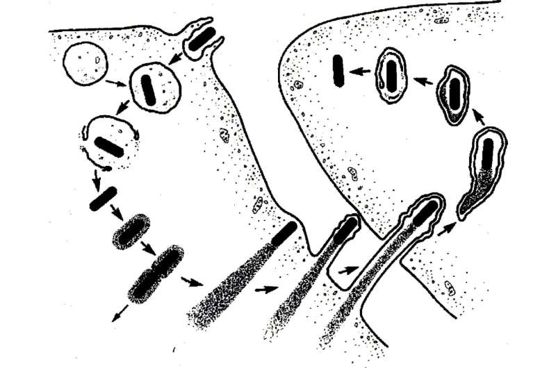 Berkeley Scientists Turn Food Poisoning Bug Into Cancer Fighter - Image 2