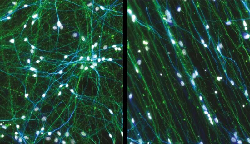 Scientists Build Lab-Grown 'Circuit Board' Mimics Human Brain - Image 3