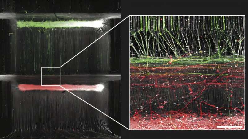 Scientists Build Lab-Grown 'Circuit Board' Mimics Human Brain - Image 2