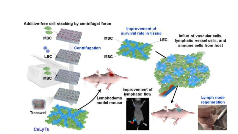 Japanese Scientists Regenerate Functional Lymph Nodes in Mice - Image 2
