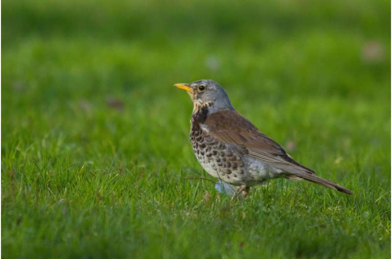 Norway's Farmers Get Roadmap to Bring Back Lost Birds - Image 5