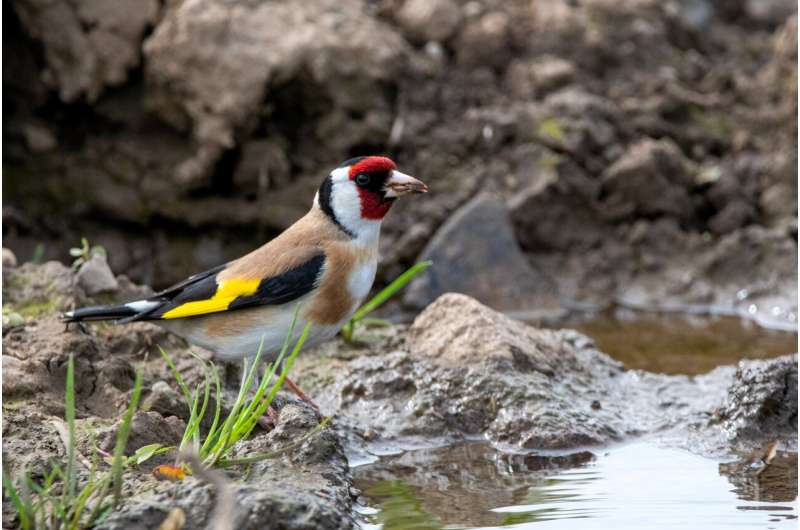Norway's Farmers Get Roadmap to Bring Back Lost Birds - Image 3