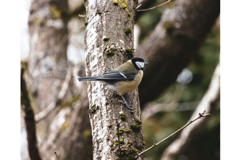 Native Oak Trees Help Birds Raise 40% More Chicks - Image 3