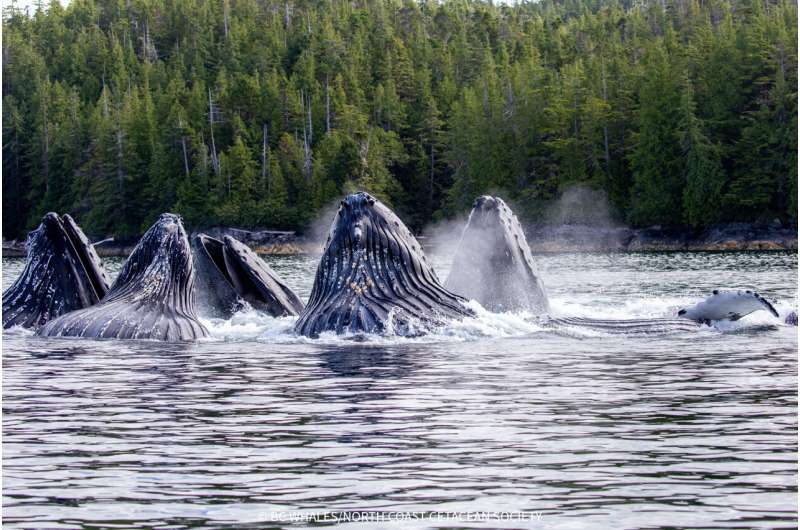 Whales Teaching Whales: How Culture Saves a Species - Image 3