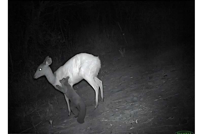 Bushbabies Get New Protection After 12-Year Study - Image 3