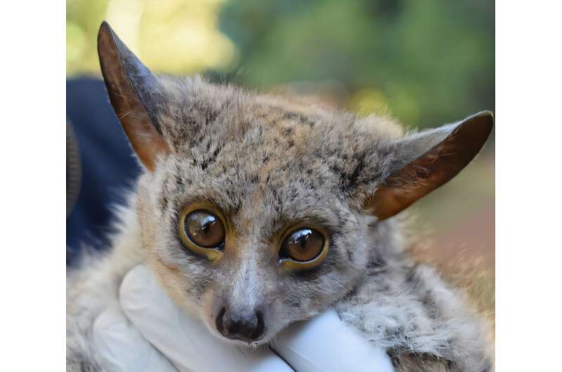Bushbabies Get New Protection After 12-Year Study - Image 2
