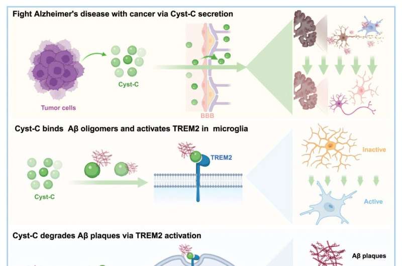 Cancer Protein Could Reverse Alzheimer's Brain Damage - Image 3