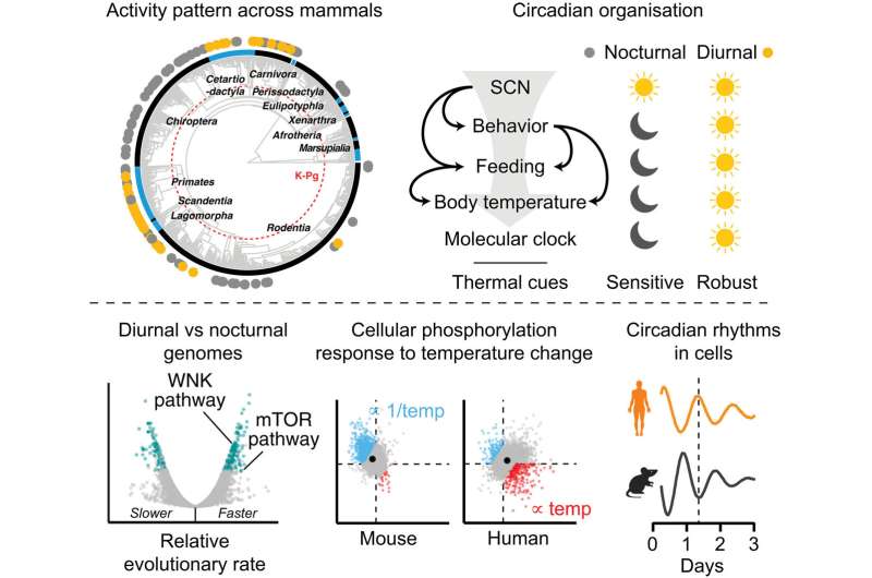 Scientists Discover Why Humans Are Awake During the Day - Image 3