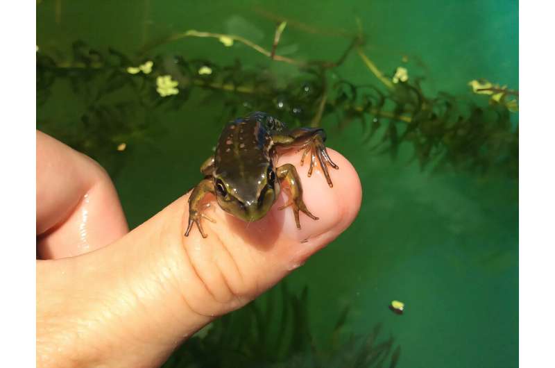 Aussie App Finds Rare Frogs on 86% Private Land - Image 2