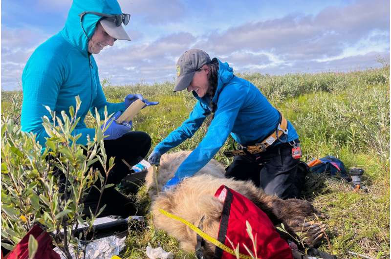 Grizzly Bear Collar Cams Reveal Arctic Life in Alaska - Image 4