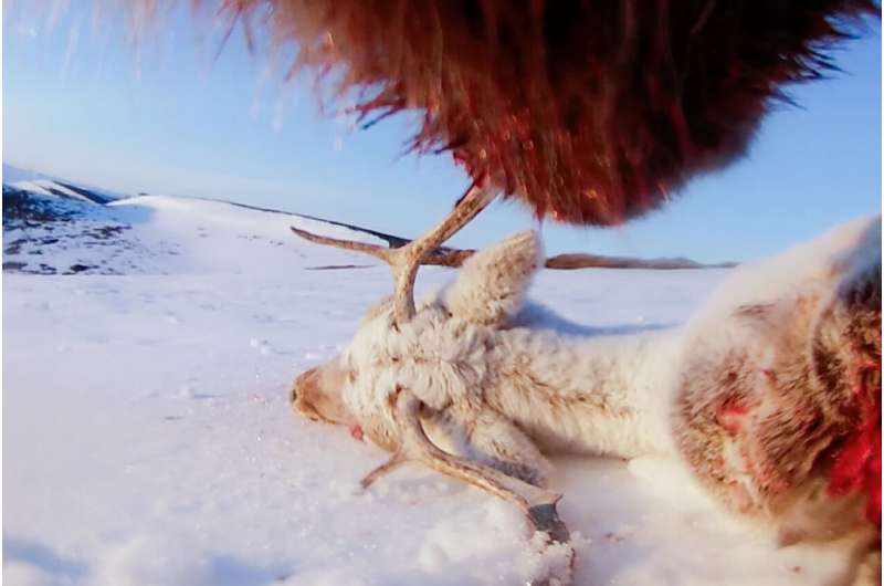 Grizzly Bear Collar Cams Reveal Arctic Life in Alaska - Image 5