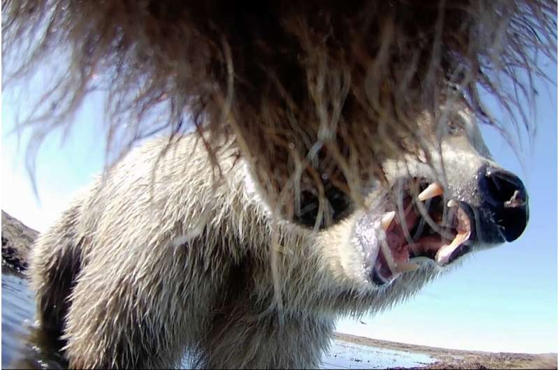 Grizzly Bear Collar Cams Reveal Arctic Life in Alaska - Image 3