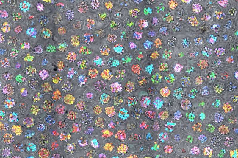 Harvard AI Makes Stem Cell Therapy More Reliable - Image 2