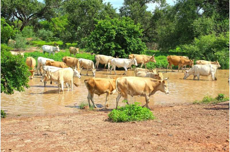 Trees Triple Milk Production on Climate-Hit Benin Farms - Image 3