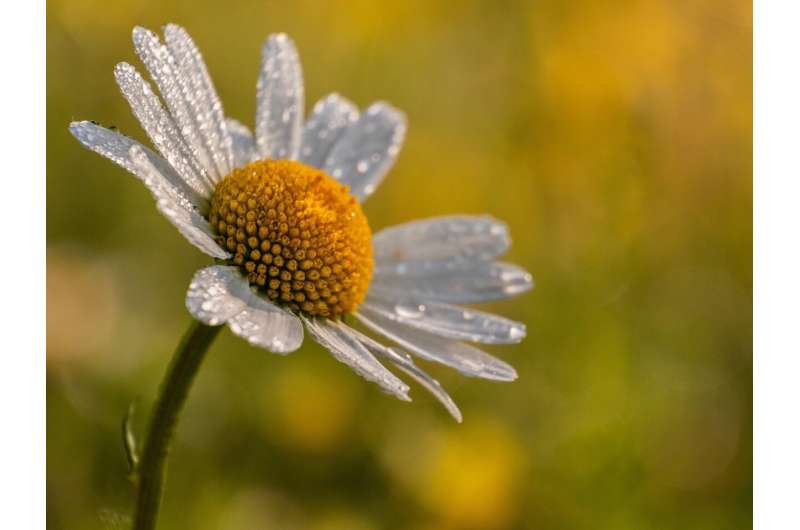 The Humble Daisy Feeds 11% of Urban Pollinators - Image 3