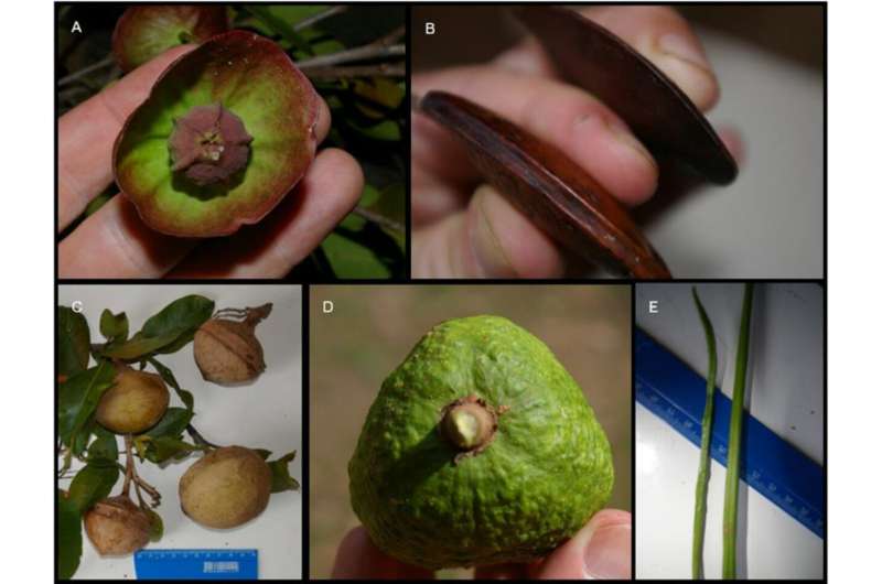 Amazon Monkey Uses Genius Trick to Crack Nuts Safely - Image 3