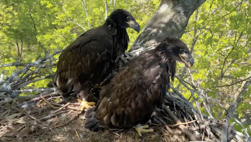 Baby Eagles Track Wisconsin River Pollution From Their Nests - Image 2