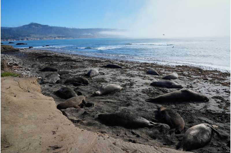 10,000 Elephant Seals Return to California After Near-Extinction - Image 4