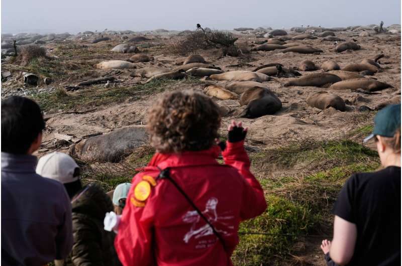 10,000 Elephant Seals Return to California After Near-Extinction - Image 3