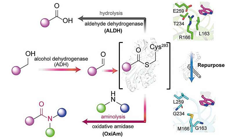 Scientists Create Greener Way to Make Life-Saving Drugs - Image 2