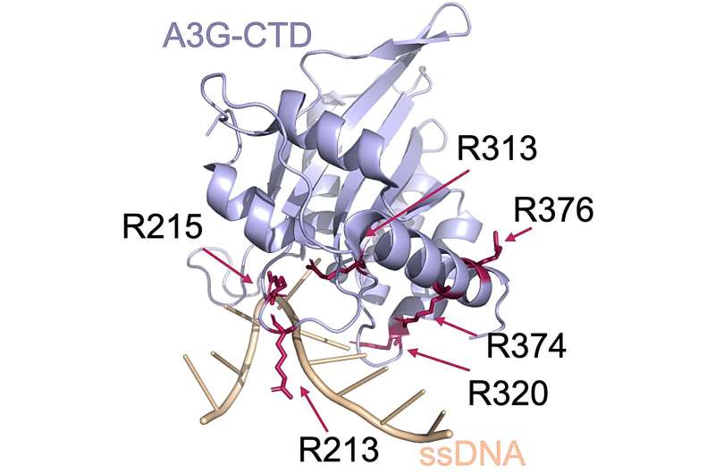 Gene Editor Could Permanently Treat Cystic Fibrosis - Image 2