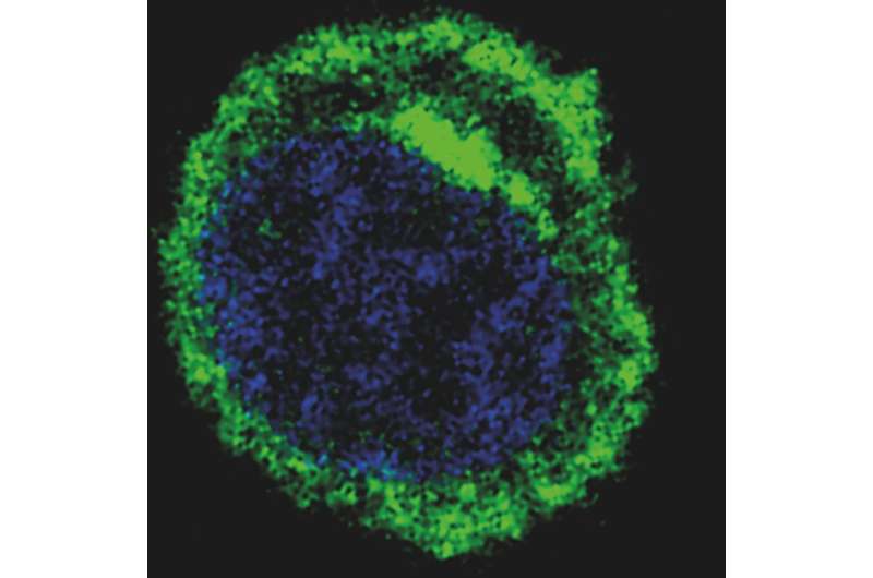 Cancer Drug Reawakens Failed Immunotherapy for 6 Patients - Image 3