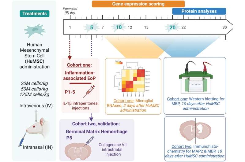 Stem Cells Show Promise for Premature Babies' Brain Injury - Image 3